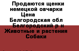 Продаются щенки немецкой овчарки › Цена ­ 5 000 - Белгородская обл., Белгородский р-н Животные и растения » Собаки   